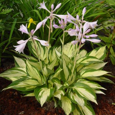 Hosta 'Revolution'